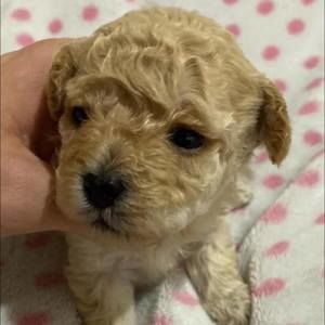 Meet your Posher, Mark n lisa